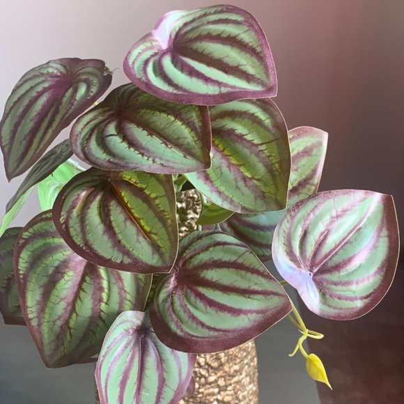 Realistic Faux Artificial Mini 6"x7" Watermelon Peperomia Plant Vase Accent New - Picture 2 of 3